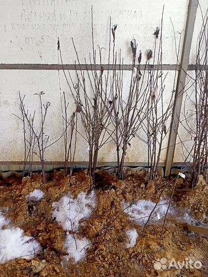 Професиональная обрезка плодовых деревьев