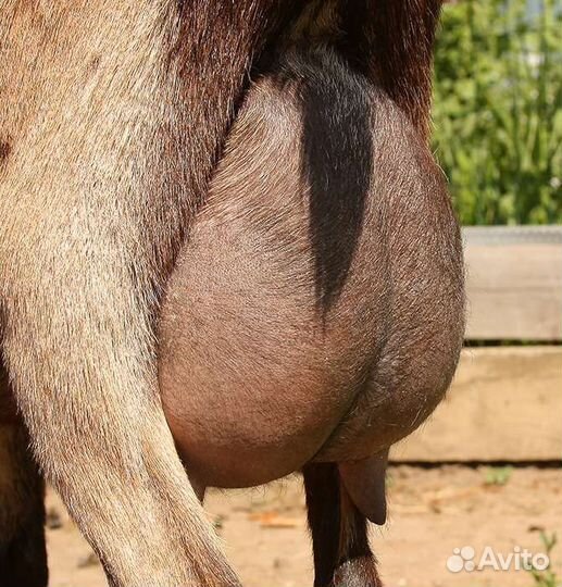 Альпийские козы-козлята от удойных родителей