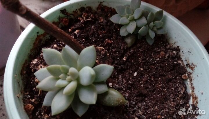 Цветы без забот. Суккуленты