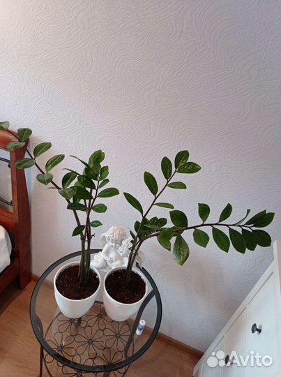 Замиокулькас