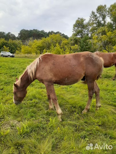 Продажа жеребчики