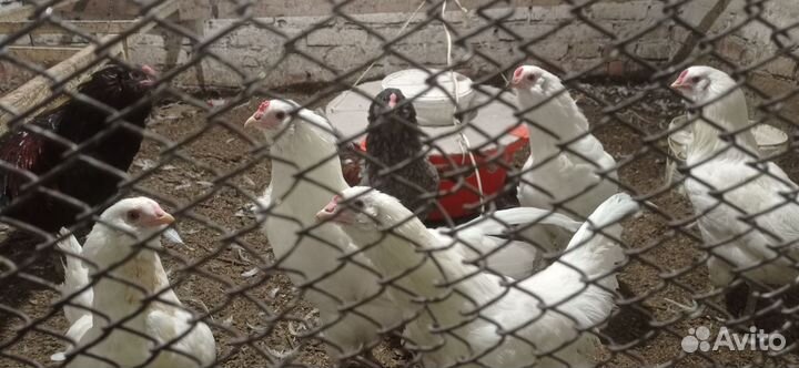 Петухи молодые
