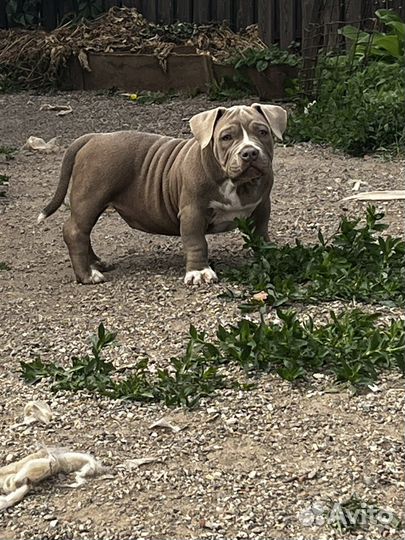 Американский булли покет щенки