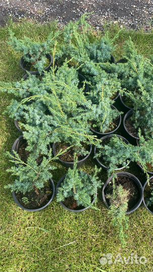 Саженцы Можжевельника в 2,5л горшках
