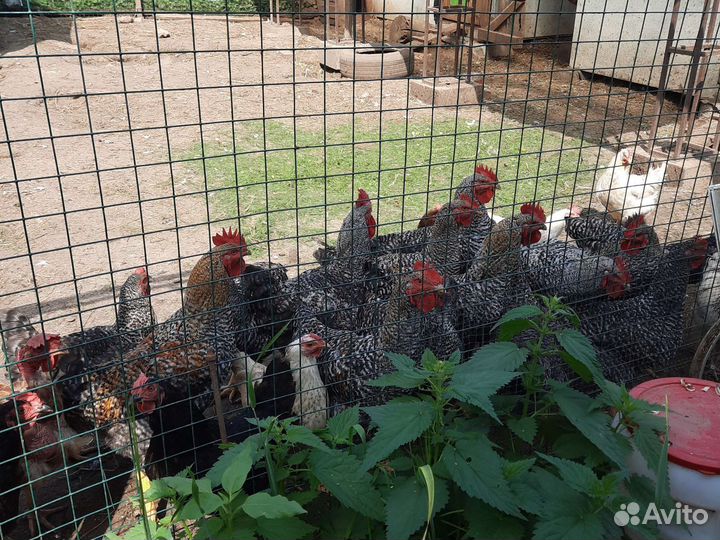 Молодые петушки породы Мастер Grey