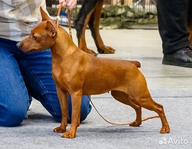 Рыжая (красная) девочка карликового-пинчера