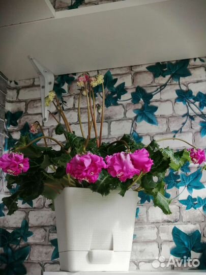 Цикламен махровый