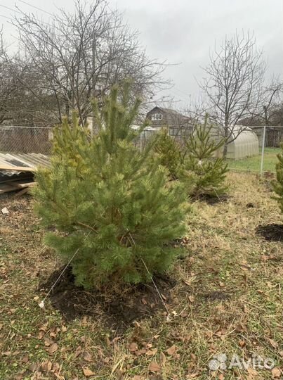 Сосна саженцы от 2 метров