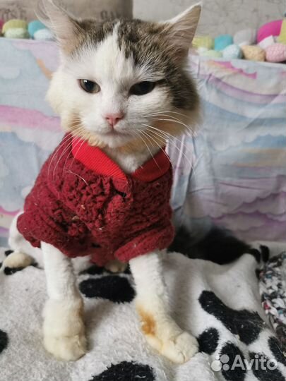 Кошки в добрые руки бесплатно