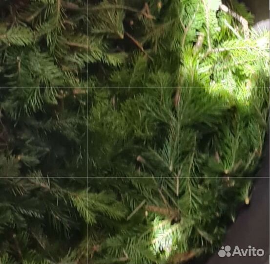 Пихтовое эфирное масло