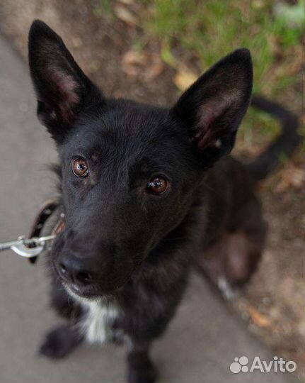 Щенок, метис немецкой овчарки, бесплатно