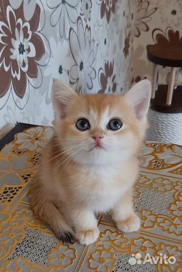 Малыши шиншиллы