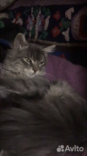 Котеночек Мальчик