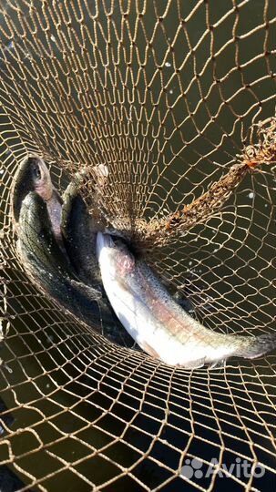 Свежая рыба форель оптом