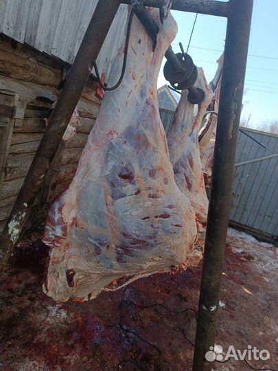 Мясо говядина молодняк домашняя