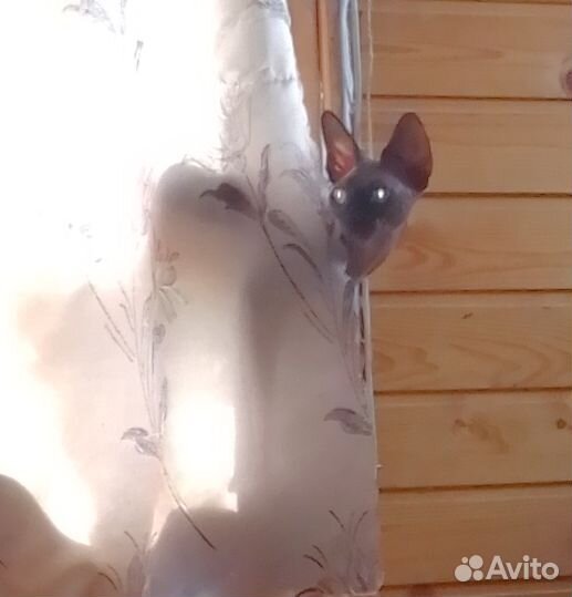 Сфинкс кошечка в добрые руки