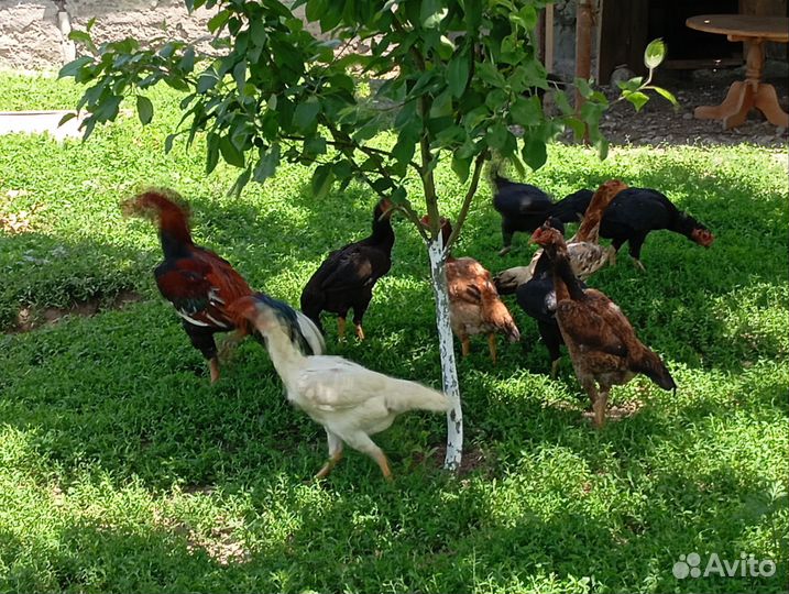 Бойцовые куры