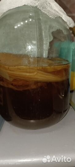 Чайный гриб комбуча