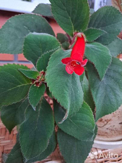 Комнатные растения