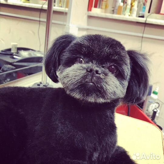 Курсы груминга