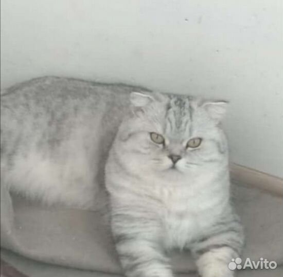 Шотландский кот