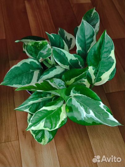 Сциндапсус(эпипремнум)