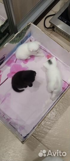 Домашние животные котята