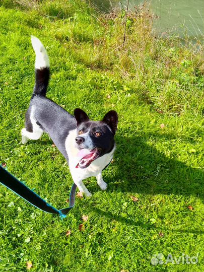 Отдам собаку в добрые руки