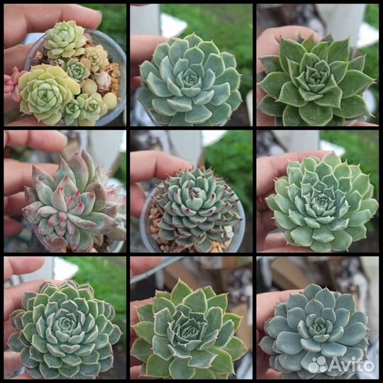 Суккуленты 1