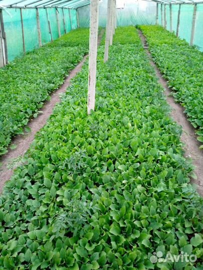 Рассада баклажан