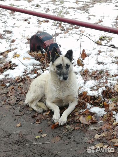 Собака в добрые руки