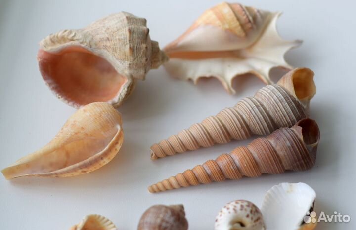 Набор ракушек