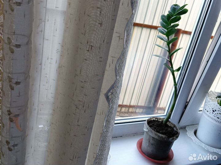 Замиокулькас