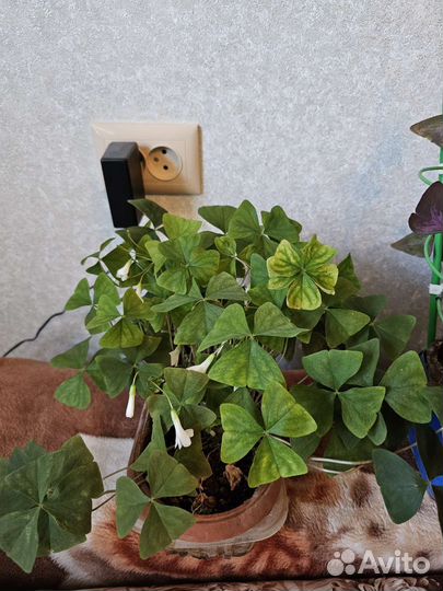 Кислица оксалис или Бабочка