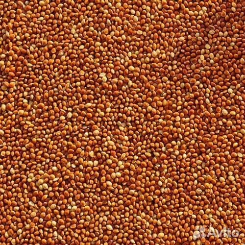 Просо красное