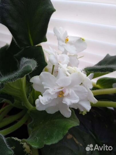 Сортовые фиалки