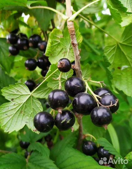 Саженцы смородины