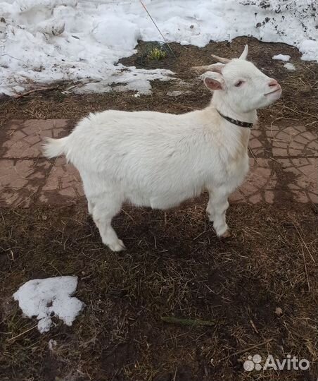 Коза камерунская