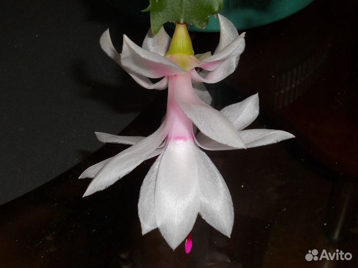 Декабрист белый