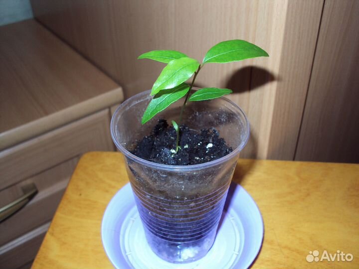 Лавр благородный (Laurus nobilis) саженцы