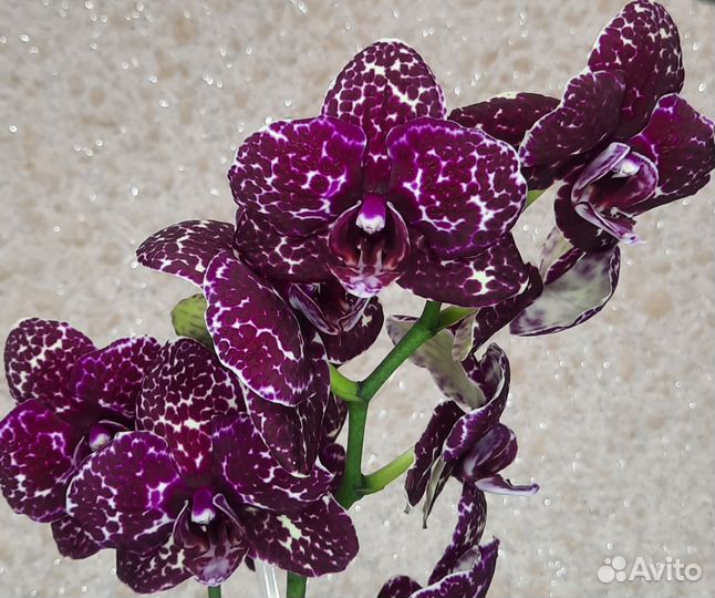 Орхидея фаленопсис Дикий кот