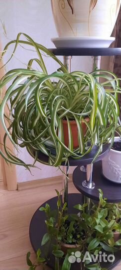 Хлорофитум хохлатый