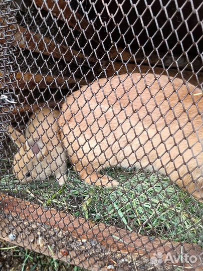 Кролики Мясо кролика