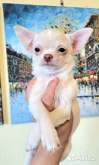 Чихуахуа, мальчик