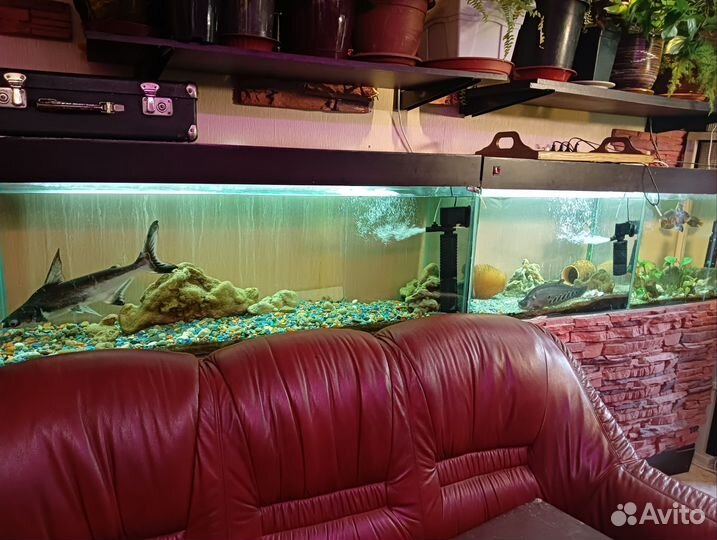 Аквариумы 3 штуки с тумбами