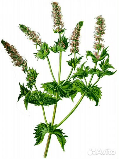 Лечебные травы