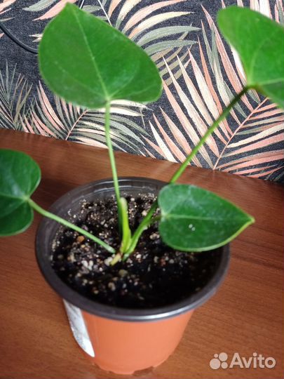 Антуриум. Сперит