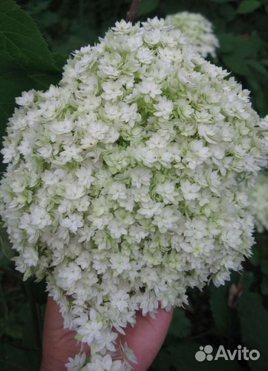 Гортензия старберст махровая