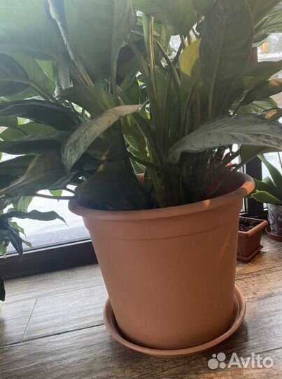 Цветы для офиса и террасы Аглаонема