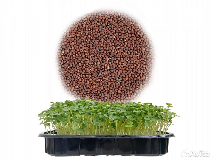 Семена Микрозелень от 50 грамм арт.0039